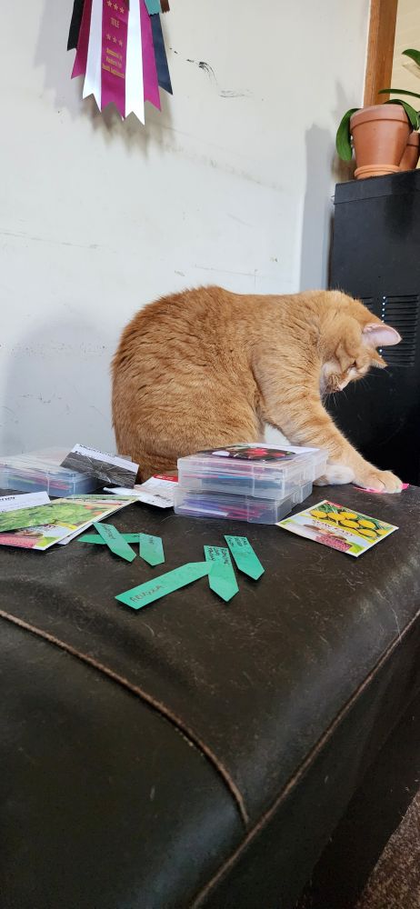 Do not believe Fred he's an asshole! 

He was just sitting behind me on the couch sleeping so since I was not disturbing him he decided I wasn't paying him enough attention 

I was pulling out some seeds for the greens planter & a big garden bed for late fall, such as lettuces, beets, carrots 

Fred is a ginger cat, he's about 5 years old, and is a complete jerk,
But we love him 