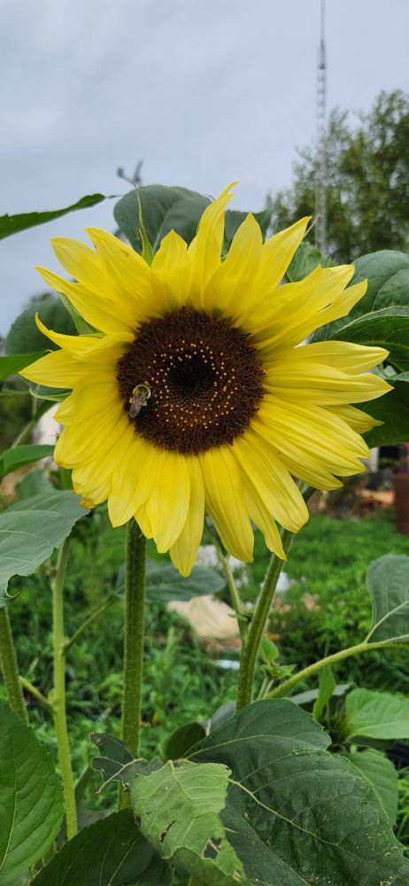 Big yellow sunflower with a bumblebee on it I think this maybe a lemon queen sunflower but I'm not certain