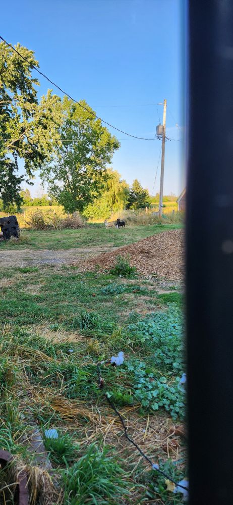 My views from my back porch of some of my dogs 

The black bar is a balustrade 