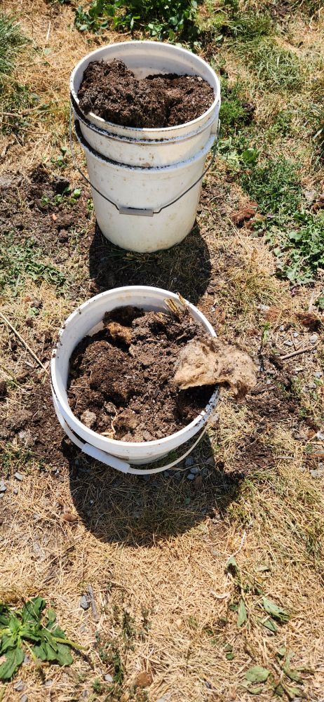 The last scrap of 4 dirty sheep fleece I put into the planters just a couple months ago, it's all broken down and fertilized the soil! 

It was also great for keeping them lighter and easier to move around 
