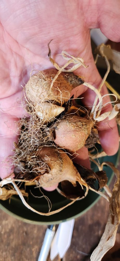 Handful of tulip bulbs, the one little bulb is a baby tulip! 