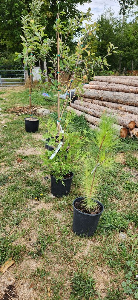 Red Pine, White Cedar, 2 Liberty, and the mystery apple 