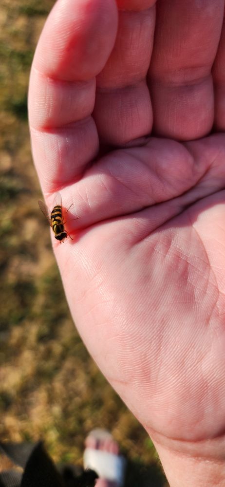 Hover fly, Syrphoidea syrphidea 

They don't bite 