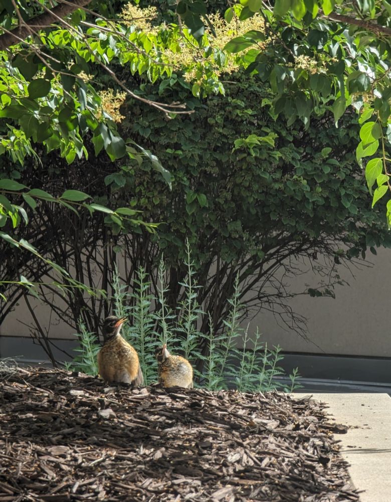 Under the warmly lit foliage, two brown robins sitting low and flared out at the base with their necks cranked back.
