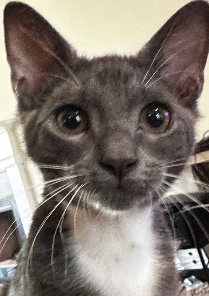 Gray kitten