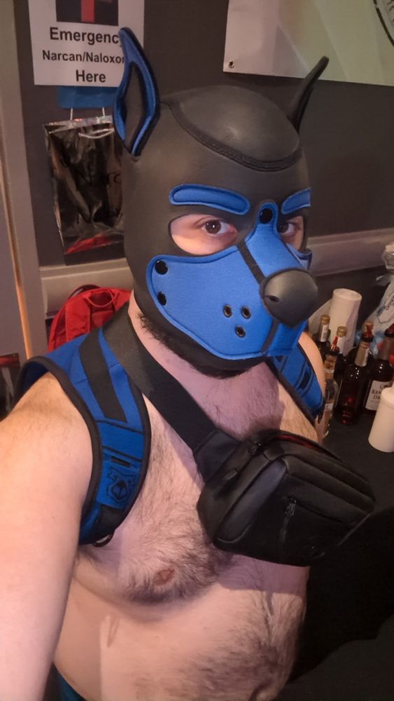 The last night of TBRU 29 was Gear & Leather themed, so decided to try out the pup hood for the first time. While you can't really serve alcohol with a hood on since it muffles your speech and hides your facial expressions, it worked well enough for team coordination and overseeing the room.