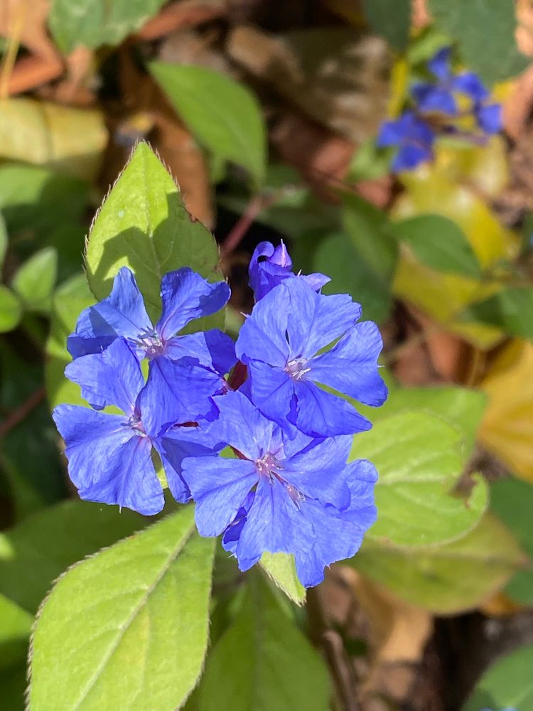 Brilliant Blue plumbago blossoms 