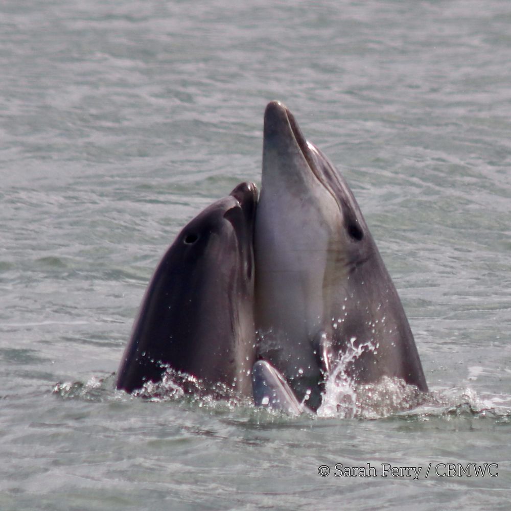 Two bottlenose dolphins (Tursiops truncatus) engaged in close physical contact at the surface of the water in Cardigan Bay, Wales. Both dolphins are partially vertical in the water column, with their rostra (snouts) in contact. The surrounding water is calm with minimal surface disturbance, a third dolphins rostrum is visible at the surface. Photo credit: © Sarah Perry / CBMWC.