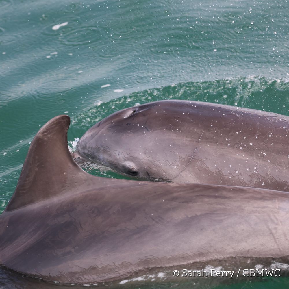 Bottlenose dolphins in Cardigan Bay taken aboard Dolphin Survey Boat Trips during an CBMWC / WTSWW marine mammal research survey. Two bottlenose dolphins are featured in the photograph, one dolphins face is visible behind the other dolphins dorsal fin which has a few dolphin tooth-rake marks visible on it. 

Credited Sarah Perry / CBMWC
