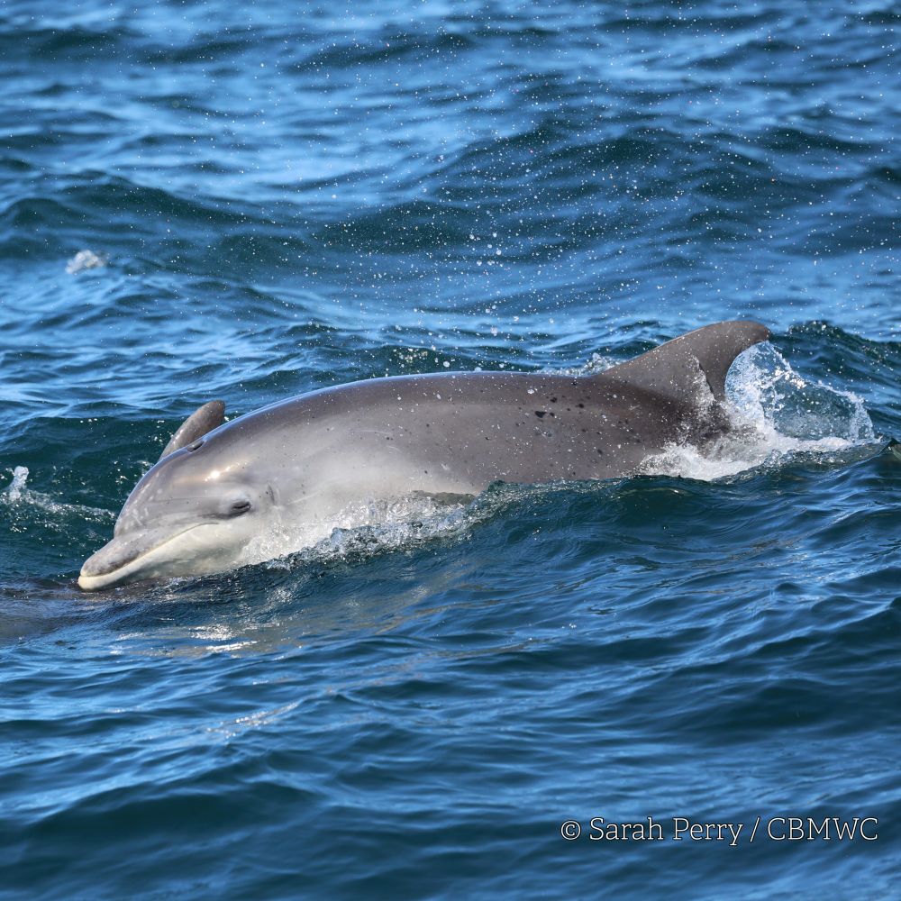 Juvenile Cardigan Bay bottlenose dolphin surfacing out of the deep blue waves. The tip of another dolphins fin is just visible behind the dolphins head. Credited Sarah Perry / CBMWC