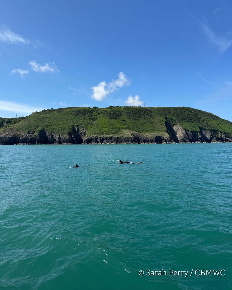A few bottlenose dolphins in Cardigan Bay just visible at the surface of the green-blue sea with the coastline in the background. 
Credited Sarah Perry / CBMWC
Taken aboard Dolphin Survey Boat Trips during an CBMWC / WTSWW marine mammal research survey in Cardigan Bay.