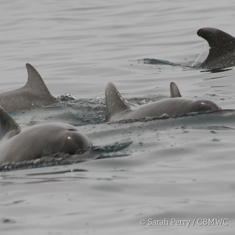 A group of bottlenose dolphins in Cardigan Bay. Credited Sarah Perry / CBMWC Taken aboard Dolphin Survey Boat Trips during an CBMWC / WTSWW marine mammal research survey.