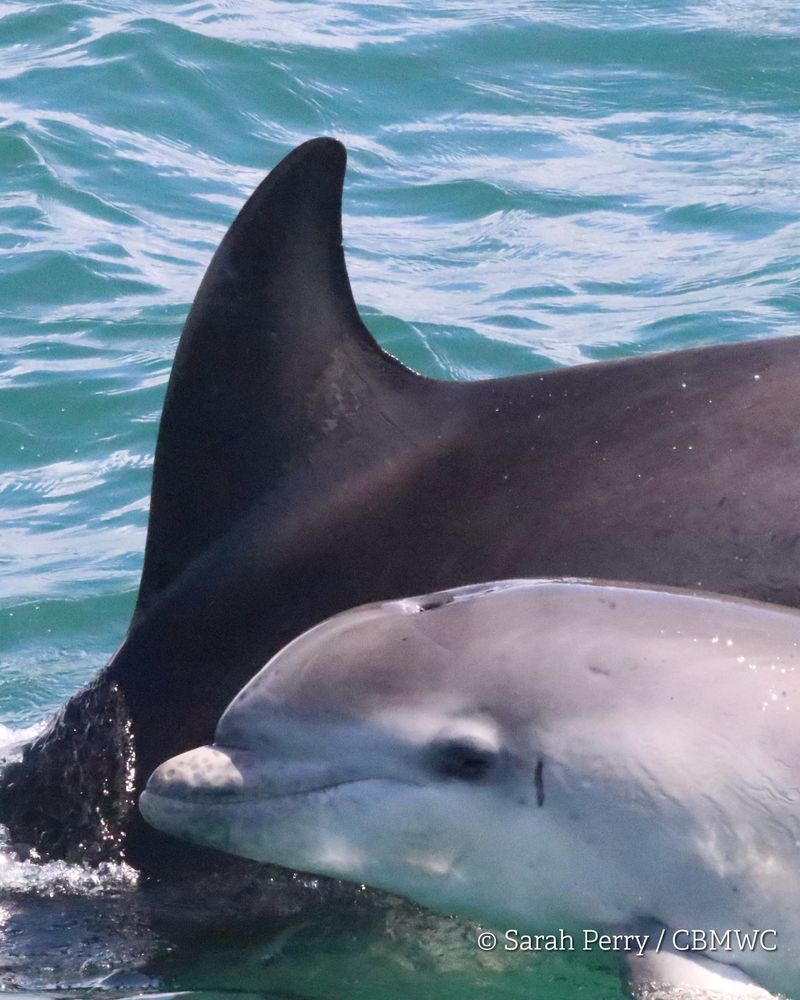 Close up of a bottlenose dolphin calf in Cardigan Bay. The left side of the dolphins face is visible with an adults dorsal fin behind. Photo credit Sarah Perry / CBMWC Taken aboard Dolphin Survey Boat Trips during an CBMWC / WTSWW marine mammal research survey.
