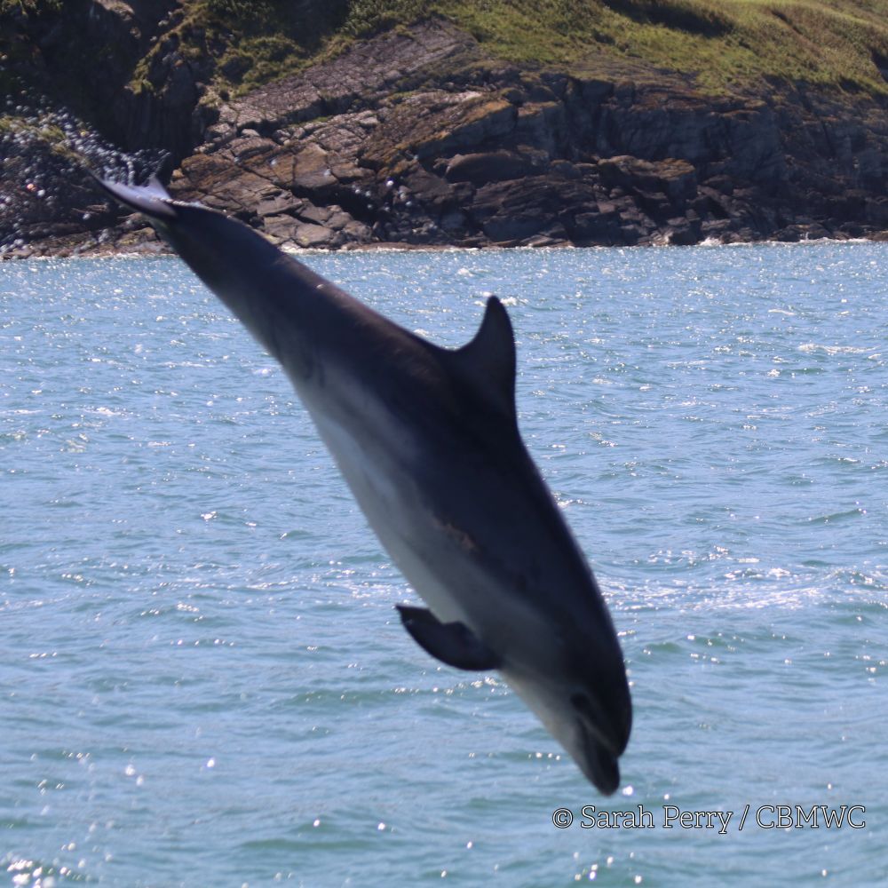 A bottlenose dolphin in. Cardigan Bay leaping out of the water, the coastline visible in the background as the dolphin is head down heading back into the sea. The sun glistening on the sea behind. Credit Sarah Perry / CBMWC