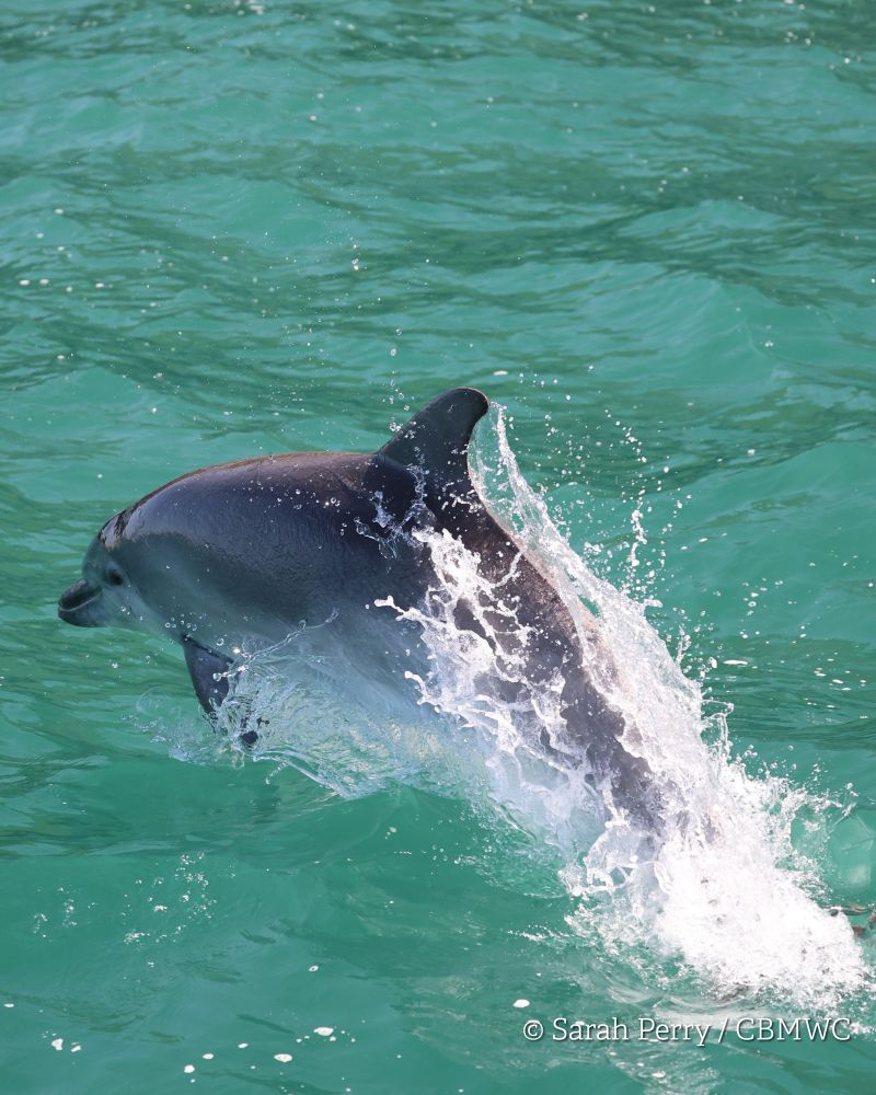 A young bottlenose dolphin in Cardigan Bay leaping across the surface of the green sea. 
Credited Sarah Perry / CBMWC. 
Taken aboard Dolphin Survey Boat Trips during an CBMWC / WTSWW marine mammal research survey.