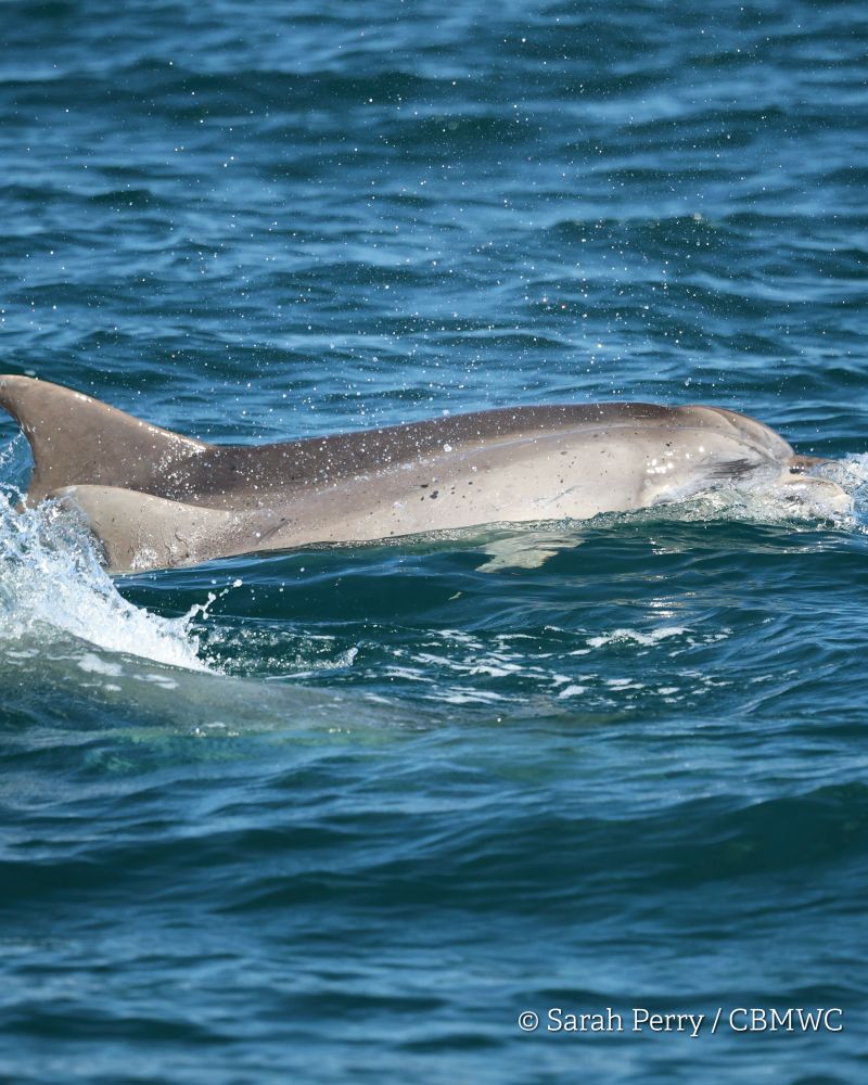 Two bottlenose dolphins in Cardigan Bay, one adult and one young g dolphin are swimming side by side in at the surface of the blue sea. Credited Sarah Perry / CBMWC Taken aboard Dolphin Survey Boat Trips during an CBMWC / WTSWW marine mammal research survey.
