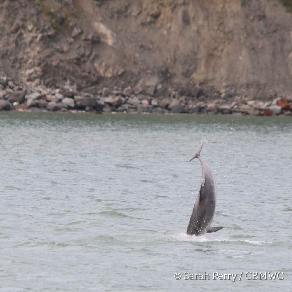 Bottlenose dolphin calf in Cardigan Bay just entering the water after a huge leap. The dolphins head is under water, the rest of the body is vertically above the surface. Boulders on the shoreline are visible in the background. Credited Sarah Perry / CBMWC. Taken aboard Dolphin Survey Boat Trips during an CBMWC / WTSWW marine mammal research survey in Cardigan Bay. 