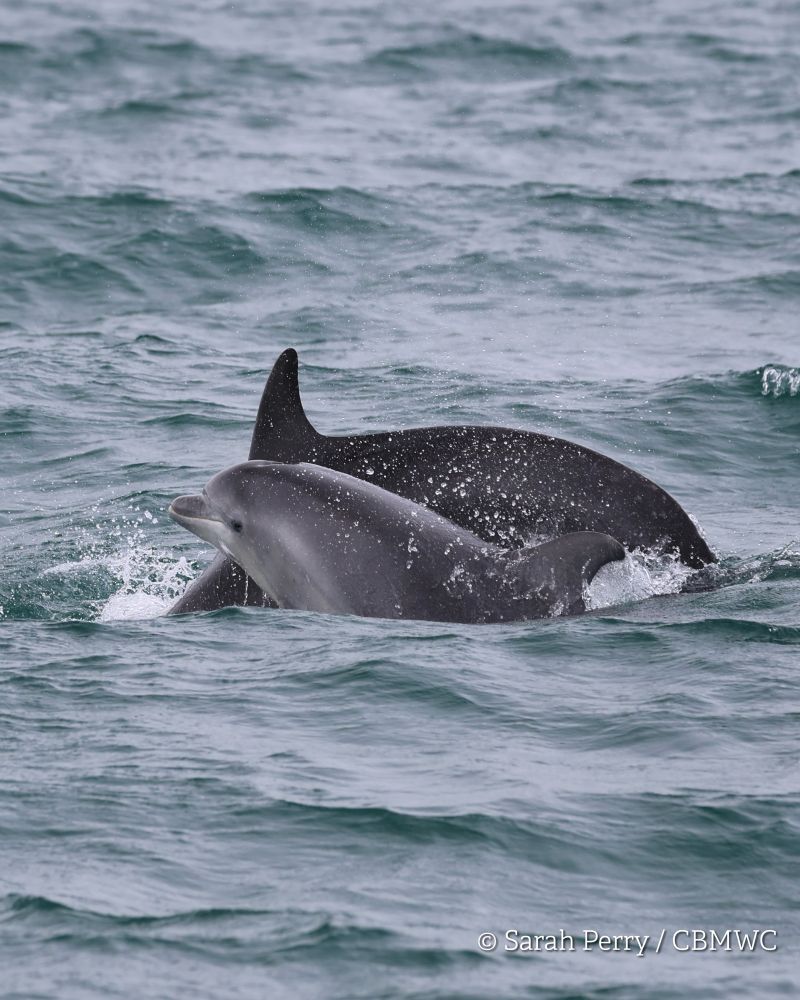 A juvenile bottlenose dolphin with it’s mother surfacing between the waves in Cardigan Bay. Photo credit Sarah Perry / CBMWC. Taken aboard Dolphin Survey Boat Trips during an CBMWC / WTSWW marine mammal research survey.
