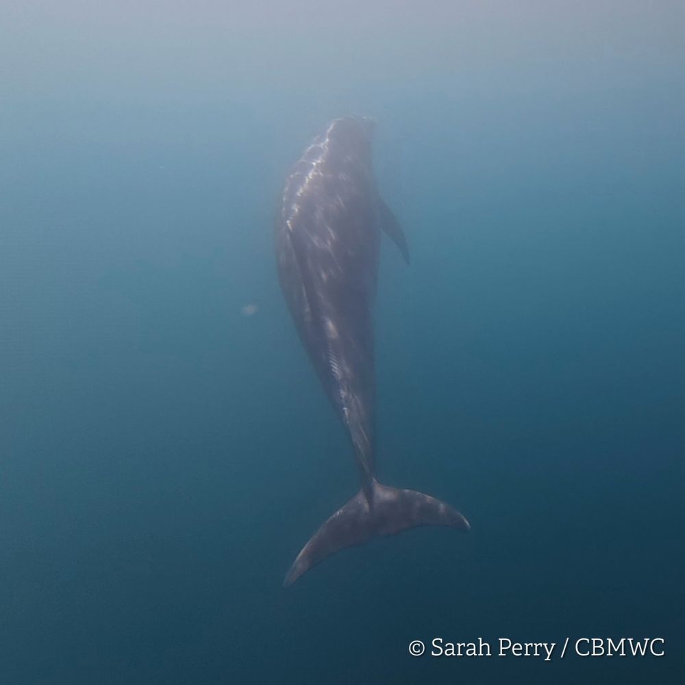 Underwater photograph of a Bottlenose dolphin in Cardigan Bay, rising up from the depths. 
Credited Sarah Perry / CBMWC. 

Taken aboard Dolphin Survey Boat Trips during an CBMWC / WTSWW marine mammal research survey.