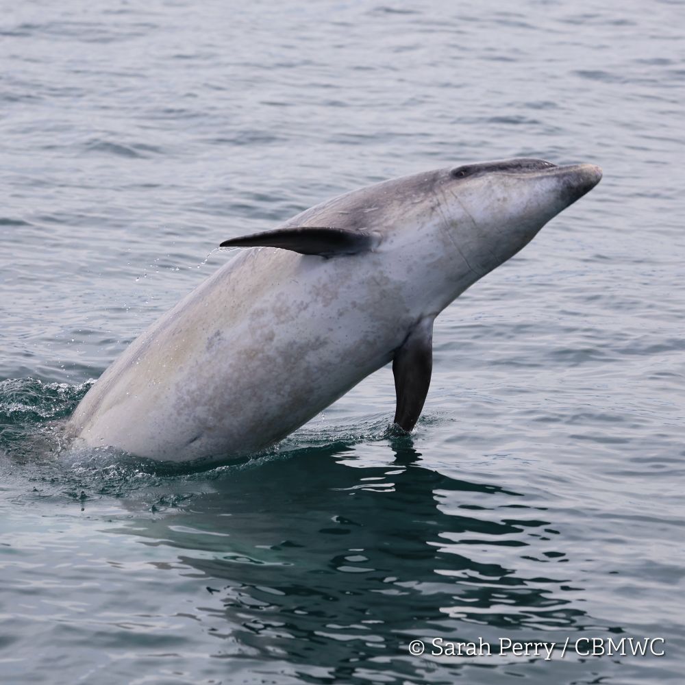 Bottlenose dolphin in Cardigan Bay breaching out of the water. The dolphins underbelly is visible. 
Credited Sarah Perry / CBMWC

Taken aboard Dolphin Survey Boat Trips during an CBMWC / WTSWW marine mammal research survey.