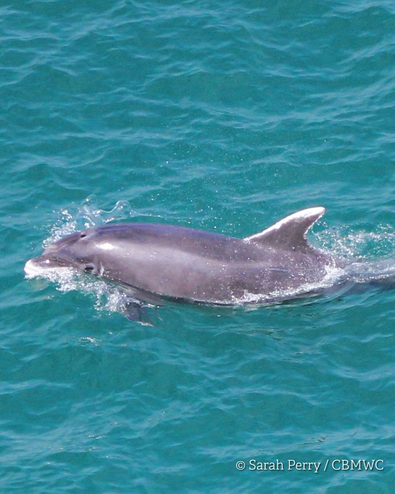 Bottlenose dolphin in Cardigan Bay at the surface of the green sea. The dolphin has a very well-marked dorsal fin, this bottlenose dolphin was well known to researchers at CBMWC, known as as ID 103, Lipstick who passed away in May 2024. Photo Credited Sarah Perry / CBMWC. Taken aboard Dolphin Survey Boat Trips during an CBMWC / WTSWW marine mammal research survey.