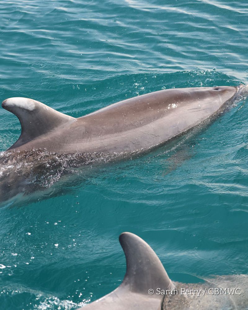 Two bottlenose dolphins in Cardigan Bay. Two dorsal fins are visible above the surface of the green-blue water. One dorsal fin has a large white mark on the right side. 
Credited Sarah Perry / CBMWC. 
Taken aboard Dolphin Survey Boat Trips during an CBMWC / WTSWW marine mammal research survey.