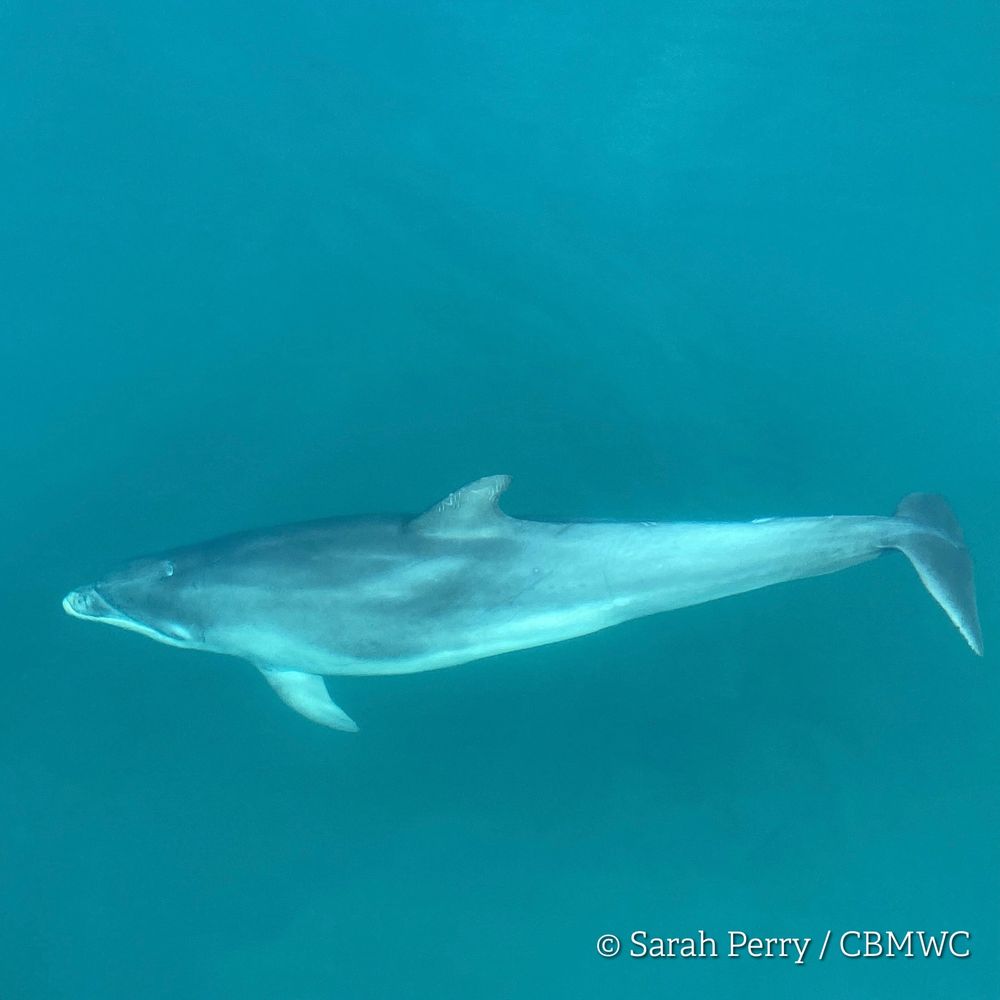 Bottlenose dolphin viewed from above, visible under the surface of the water. Credited Sarah Perry / CBMWC. 
Taken aboard Dolphin Survey Boat Trips during an CBMWC / WTSWW marine mammal research survey
