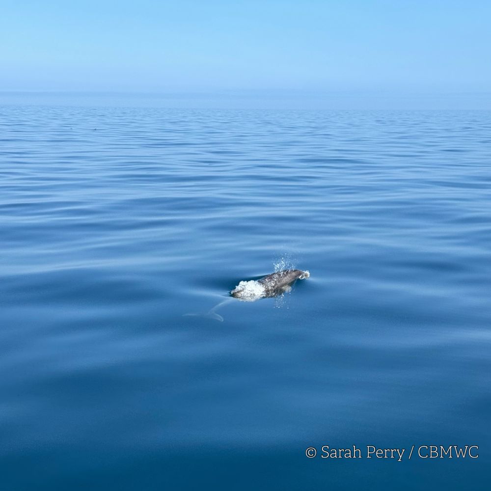 A bottlenose dolphin breaking the surface of the calm, blue sea in Cardigan Bay under a clear sky. Gentle ripples spread across the water, and the dolphin is partially surfacing. © Sarah Perry / CBMWC