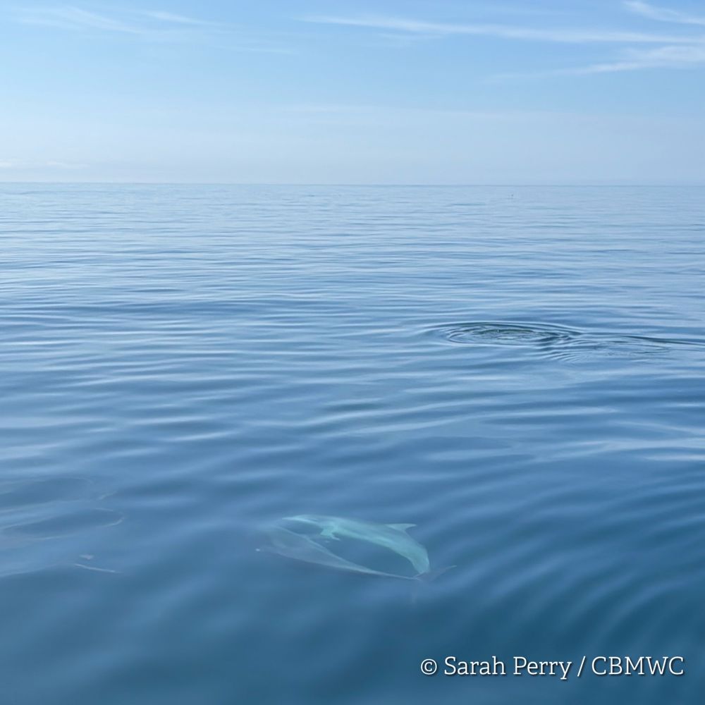 Two Bottlenose dolphins in Cardigan Bay just visible under the surface of the sea. 
Credit Sarah Perry / CBMWC
Taken aboard Dolphin Survey Boat Trips during an CBMWC / WTSWW marine mammal research survey