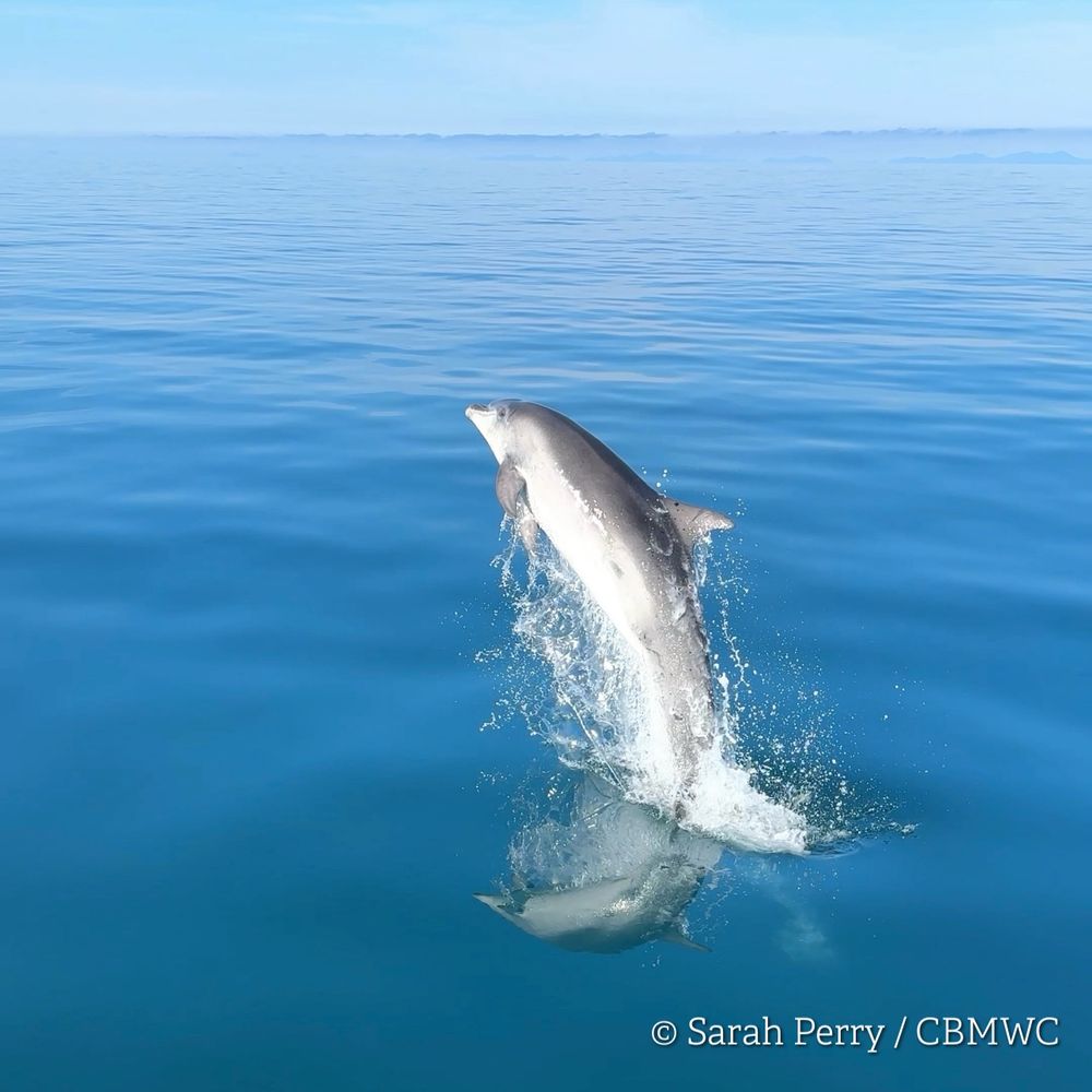 Bottlenose dolphin in Cardigan Bay leaping out of a mirror calm sea. Water drops cascade from the dolphins body. Credited to Sarah Perry / CBMWC.
Taken aboard Dolphin Survey Boat Trips during an CBMWC / WTSWW marine mammal research survey.