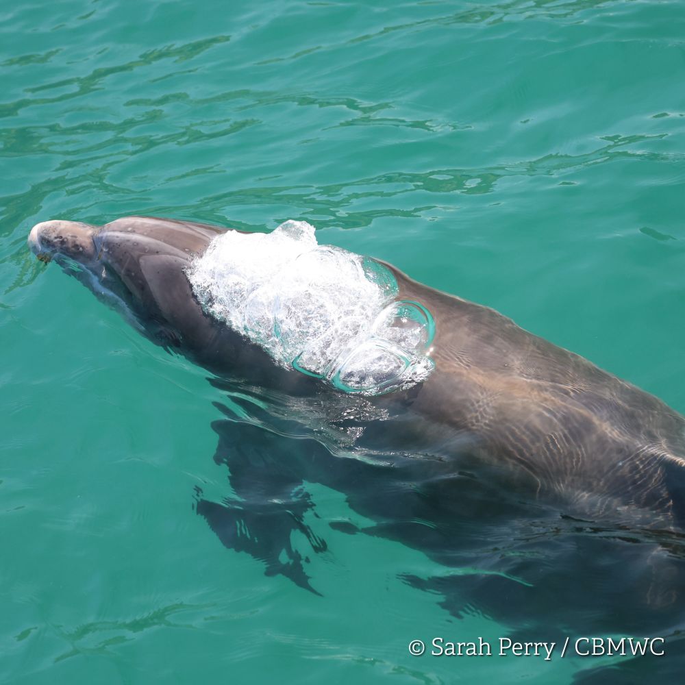 Bottlenose dolphin in Cardigan Bay exhaling at the surface.
Credited Sarah Perry / CBMWC. Taken aboard Dolphin Survey Boat Trips during an CBMWC / WTSWW marine mammal research survey.