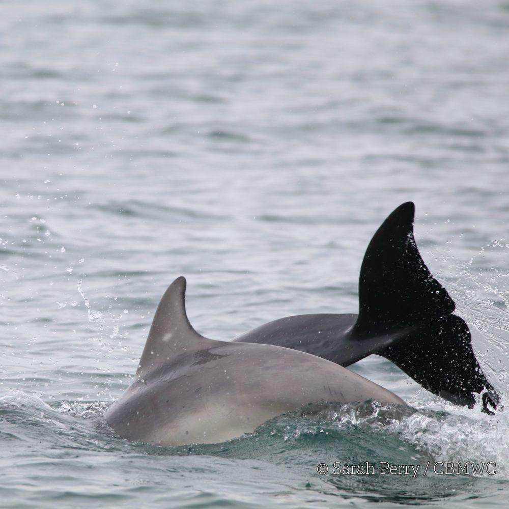 Two Cardigan Bay bottlenose dolphins at the surface of the water. The dorsal fin of the younger animal and its flanks are visible and a larger tail fluke of an adult dolphin is visible behind the young dolphin. Photograph credited Sarah Perry / CBMWC