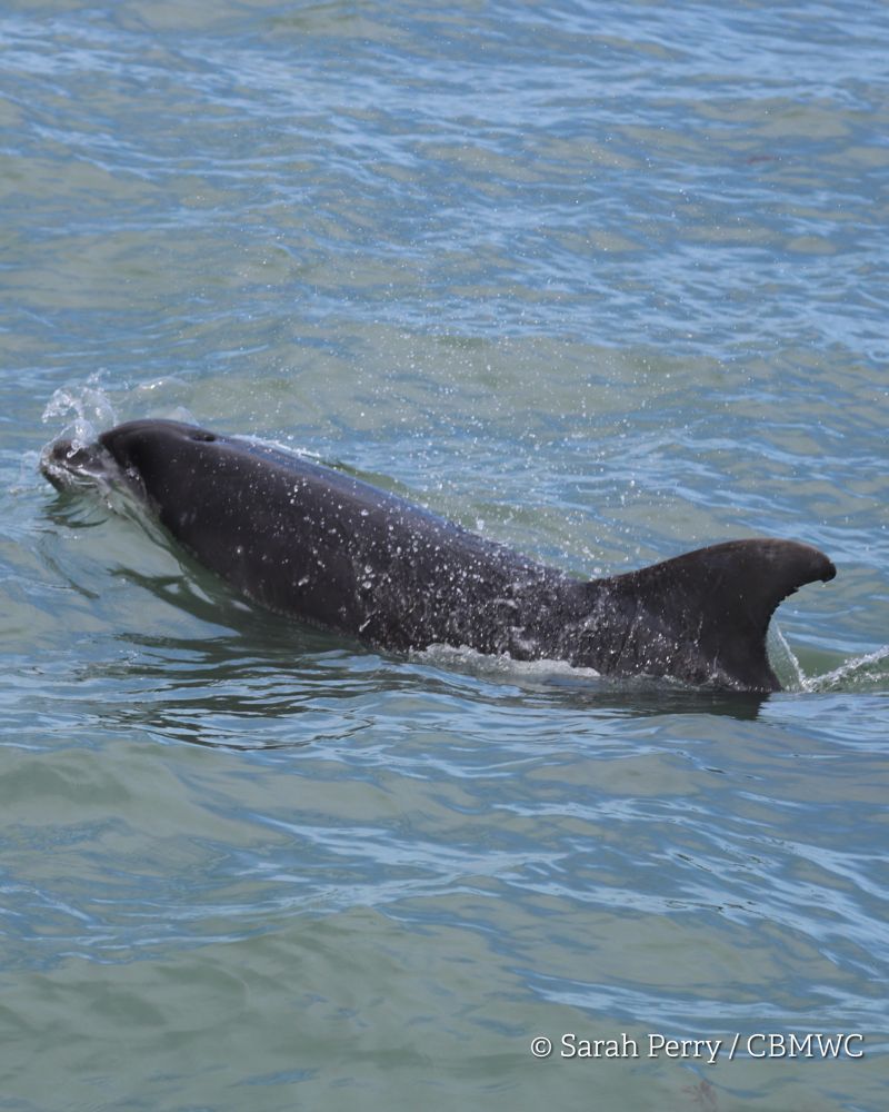 Bottlenose dolphin in Cardigan Bay at the surface of the water. Splashes of water surround the dolphin which has some notches out of the trailing edge of it’s dorsal fin. 
Photo credit Sarah Perry / CBMWC.
Taken aboard Dolphin Survey Boat Trips during an CBMWC / WTSWW marine mammal research survey.
