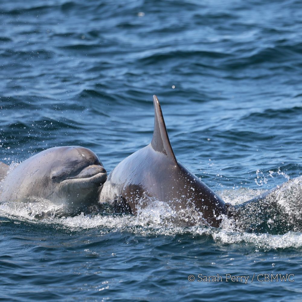 Bottlenose dolphins in Cardigan Bay surfacing in a deep blue sea. The face of one dolphin is visible, eyes closed whilst the other’s dorsal fin is visible. A large splash from a third dolphin is visible on the right of the image. Image credit Sarah Perry / CBMWC