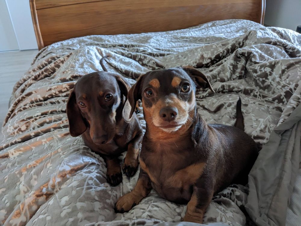 Two miniature dachshunds on a bed looking at the camera