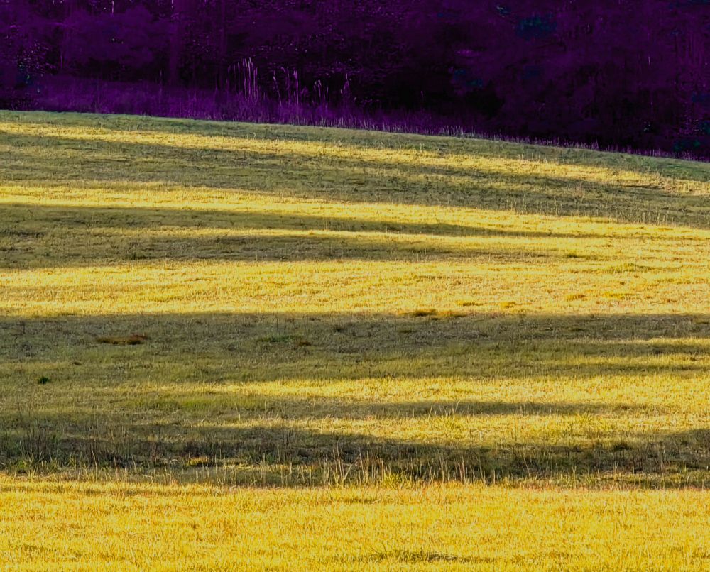 photo of gently sloping pasture with yellow grass crossed with several horizontal shadows, violet background of dense trees