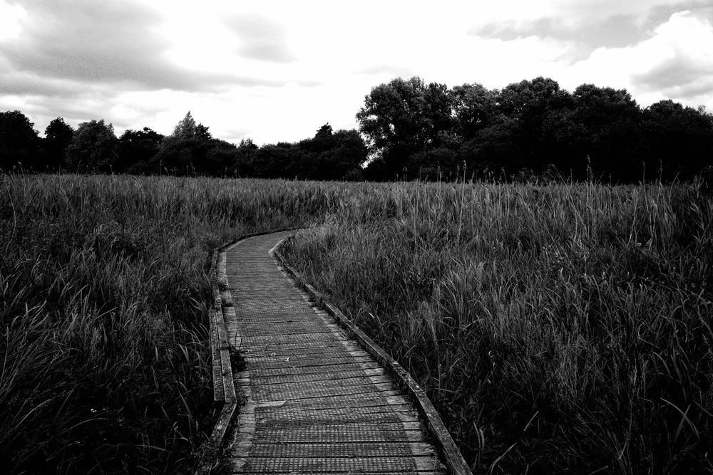 A raised wooden path through the reed beds. Trees on the near horizon under a clouded sky