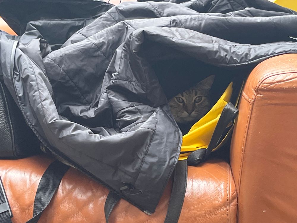 A small stripey face peering out of a nest of coats and bags that she’s carefully trampled into place 