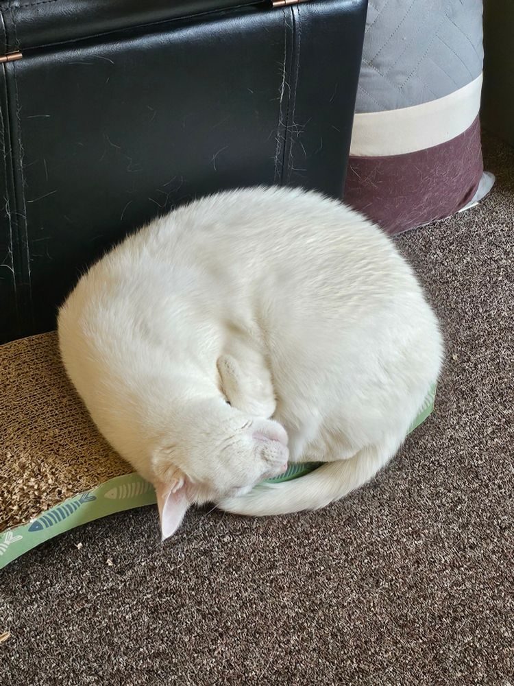 A pure white cat is curled up in a perfect circle while sleeping on a gray carpeted floor. The cat's plush fur appears soft and pristine, creating an almost seamless spherical shape. Its head is tucked into its body with one ear visible, resting against what appears to be a light green toy or object. In the background, there's a dark leather or vinyl surface, possibly furniture, and a burgundy and white decorative item. The composition creates a striking contrast between the cat's bright white fur and the darker surroundings, emphasizing the cat's perfectly circular sleeping position. 
