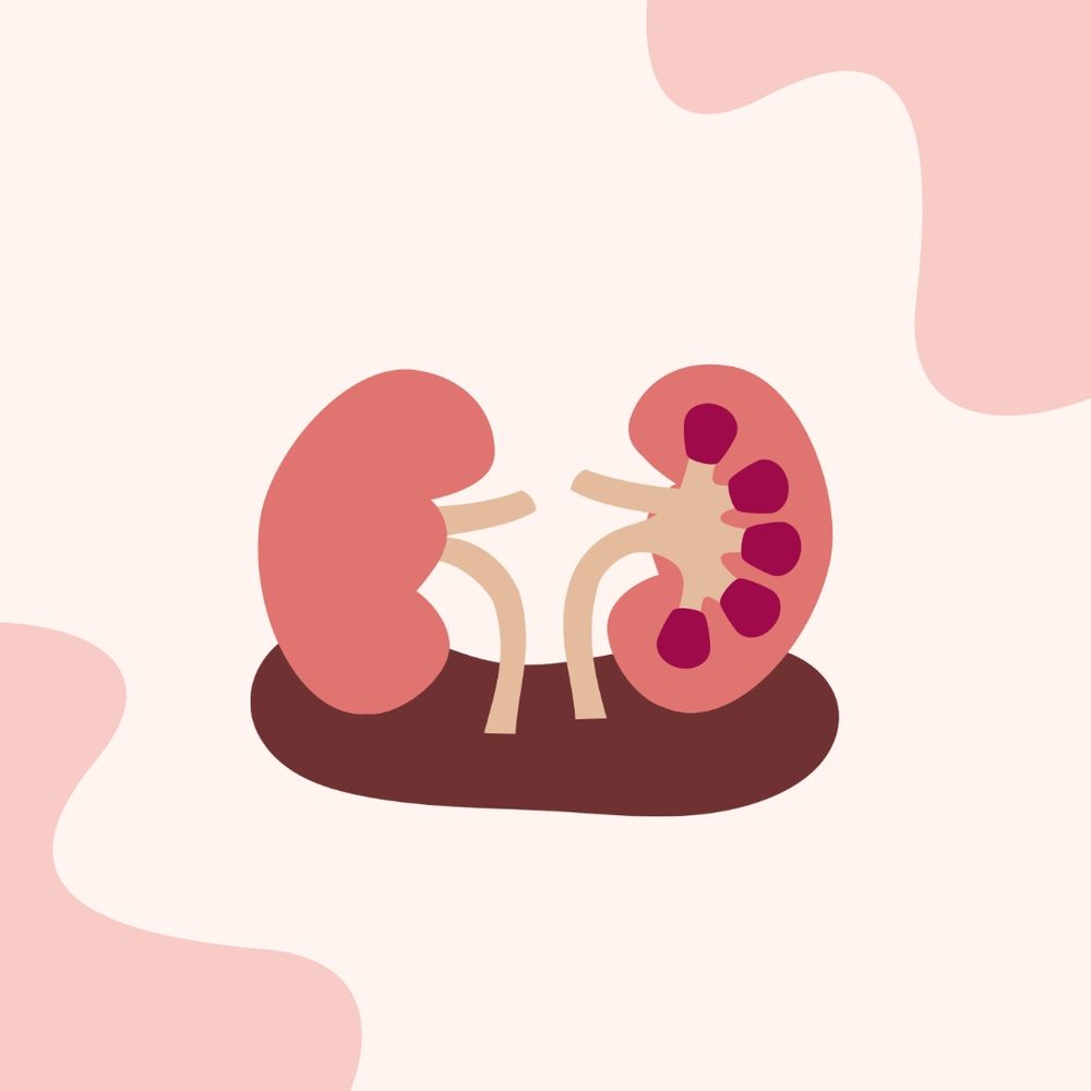 An illustration of two kidneys.