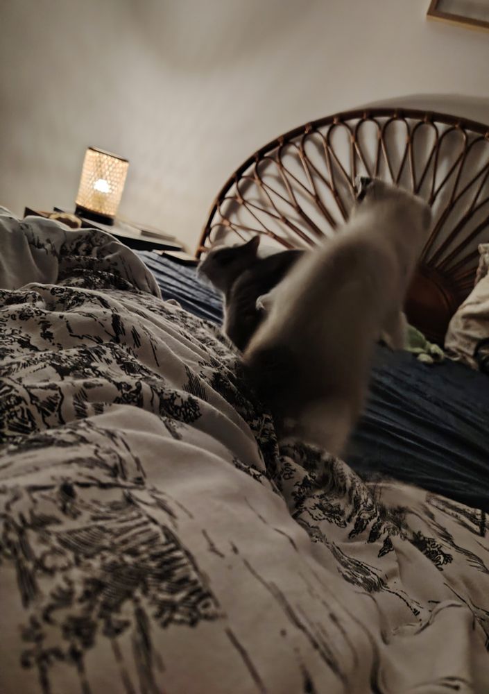 Zozo a tourné le dos et Alto lui saute dessus