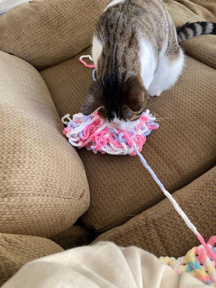 Jericho puts his head close to inspect my yarn (bulky size pink white and purple, unraveled because I had to frog a row because of a mistake lol)