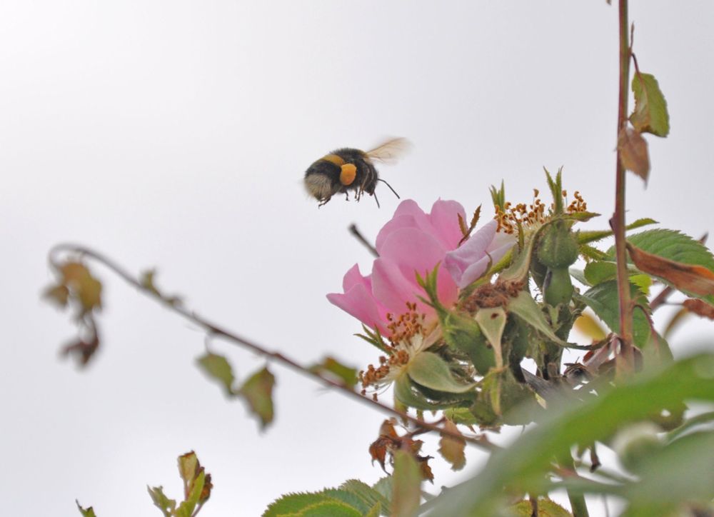 A bumblebee about to land on an apple blossom.