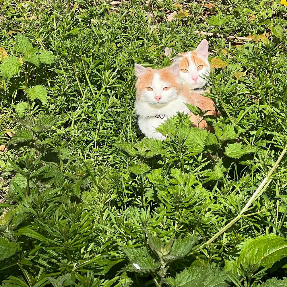 Two orange and white cats sit in a patch of nettles and wild plants, staring at the camera