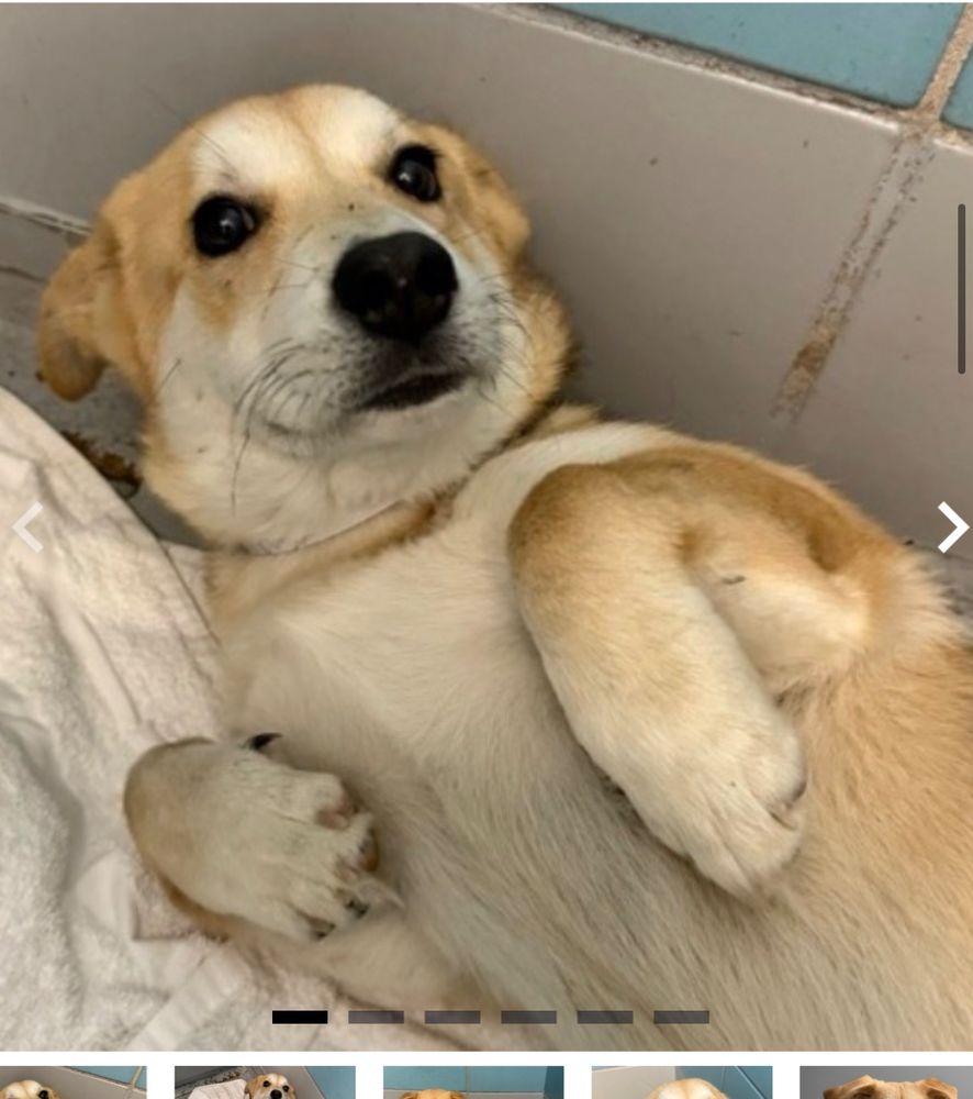 Tan and white dog reclining begging for belly rubs
