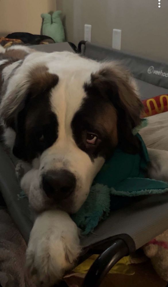 moose the st. bernard in his bed laying on his favorite turtle stuffy