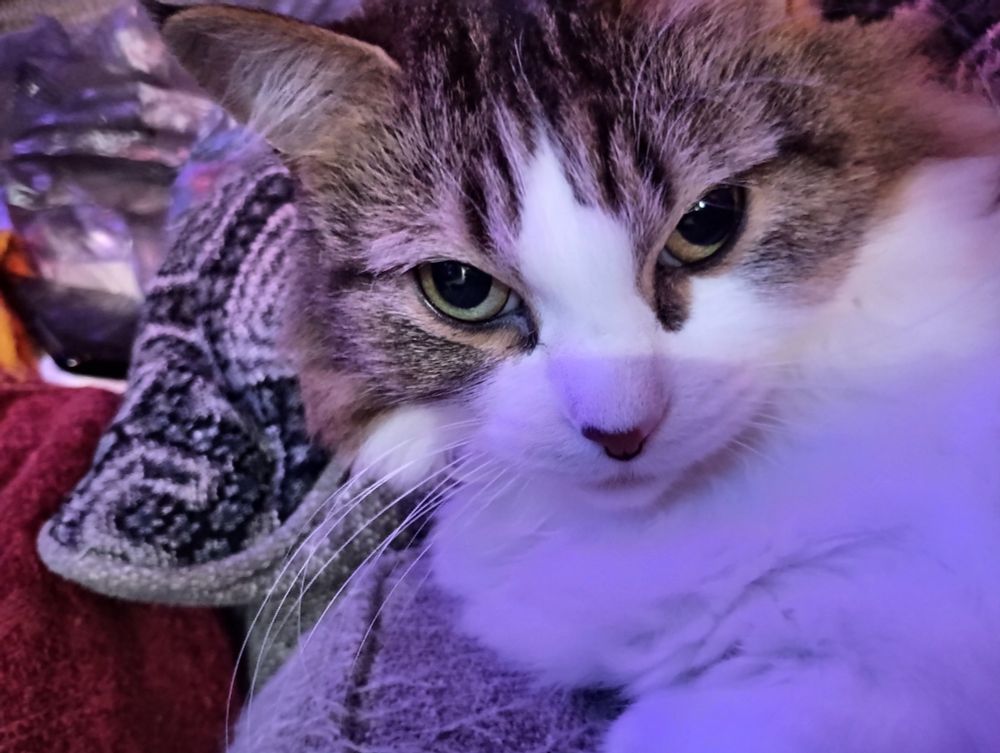 Cat today with glorious floofy cheeks