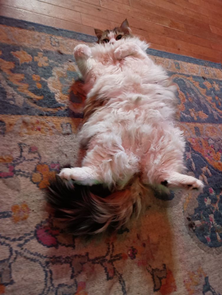 Fluffy cat on her back