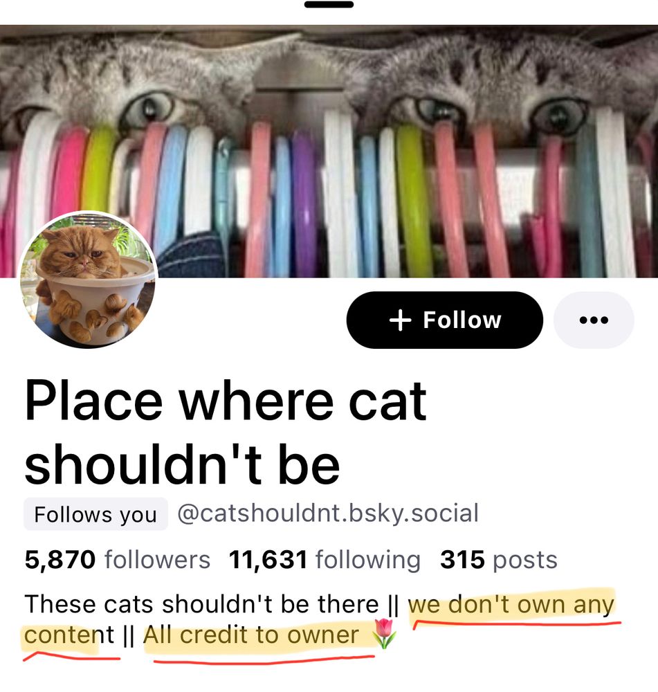 The bio of an account called “Place where cat shouldn’t be” (@catshouldnt.bsky.social). The bio reads “These cats shouldn't be there. we don't own any content. All credit to owner. 🌹” I have underlined and highlighted the last two sentences.