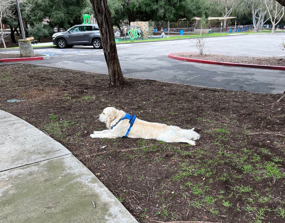 A large shaggy pale tan dog (some kind of retriever?) wearing a blue harness lying on the dark dirt next to a path in the park. The dog is doing a perfect sploot and looking very relaxed